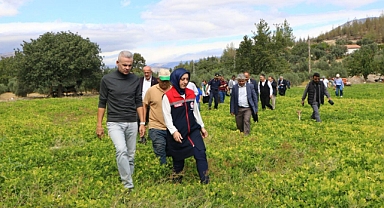 CERİT KÖYÜNDE YER FISTIĞI VE ZEYTİN HASADI YAPILDI.