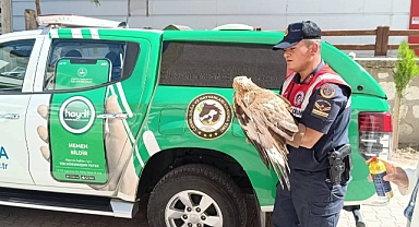 Yaralı Bulunan Kızıl Şahin ve Pelikanlar Tedavi Altına Alındı